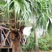 ペンション シーフォレスト（屋久島）（鹿児島県 ペンション） / 2