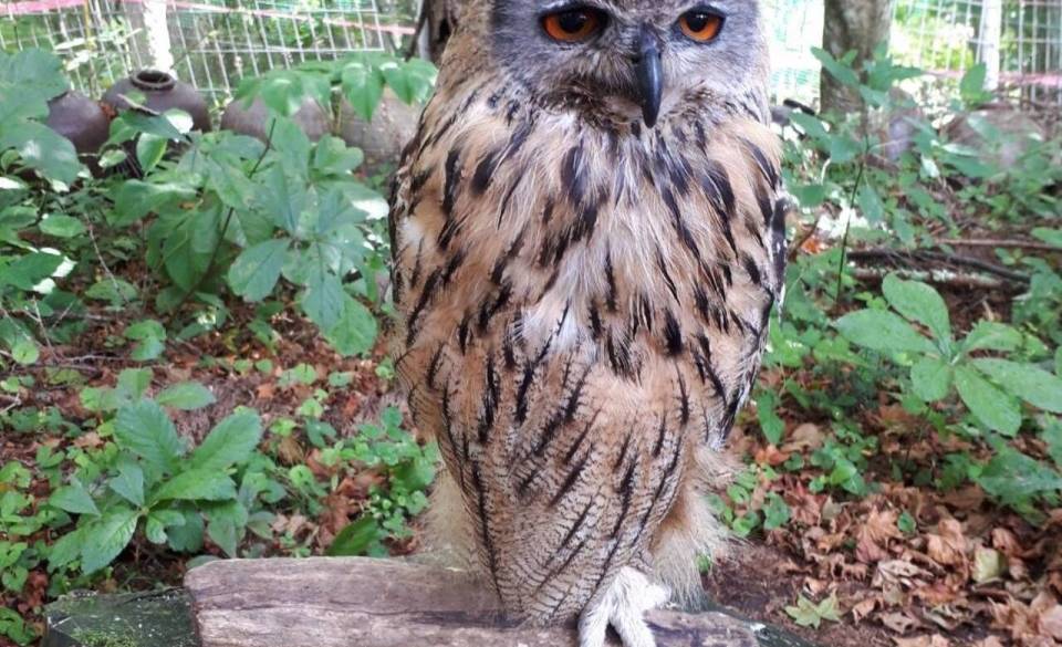 池の平ファミリーランド③ / 3