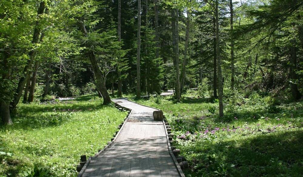 ノンノの森／散策路 / 2