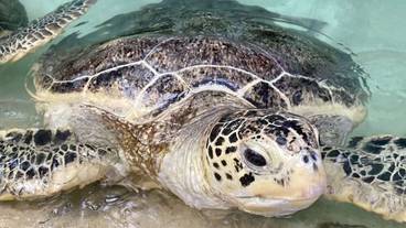 観光スポット / 8