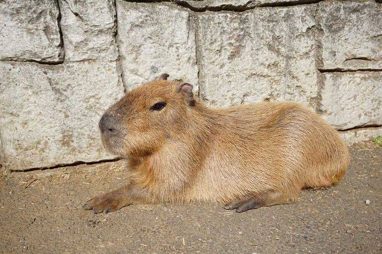 サボテンと動物に
癒される公園へ / 2