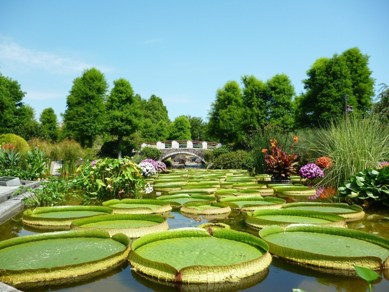 美しい草花に癒される女子旅へ 滋賀県 草津市立水生植物公園みずの森 Icotto イコット