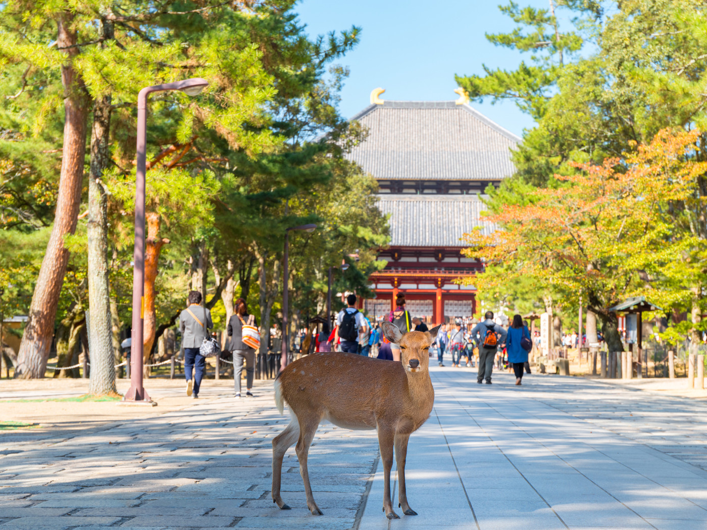 東大寺大仏殿と鹿