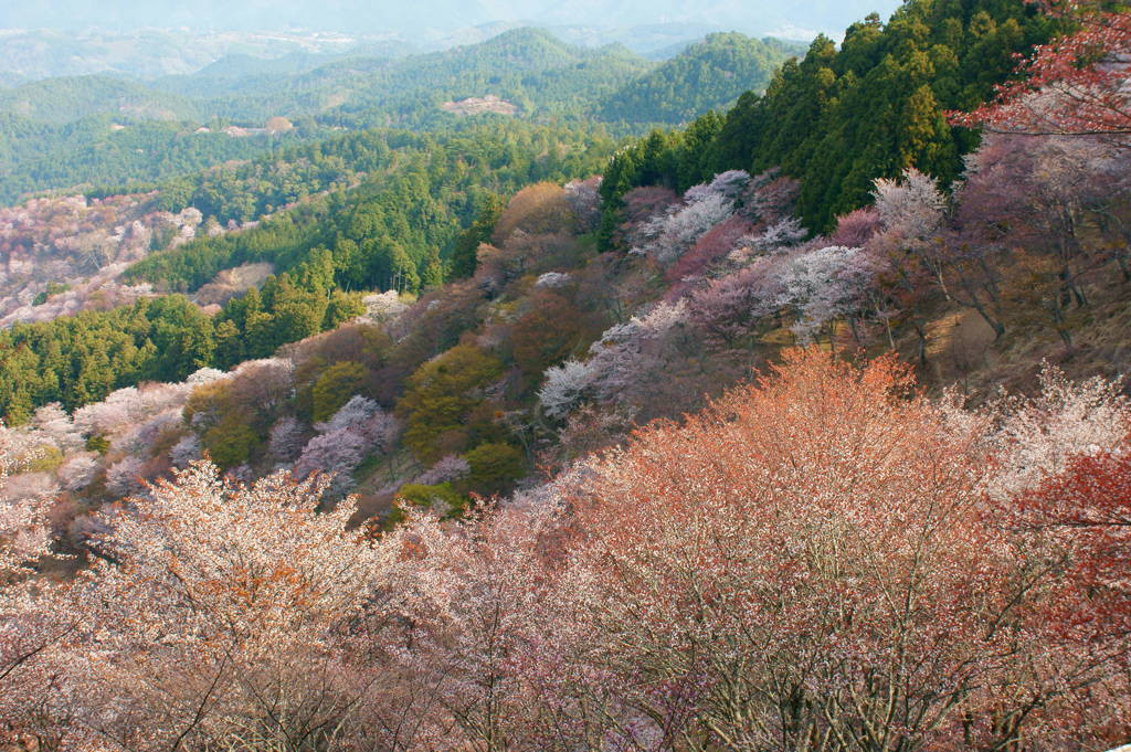 花矢倉展望台1071093