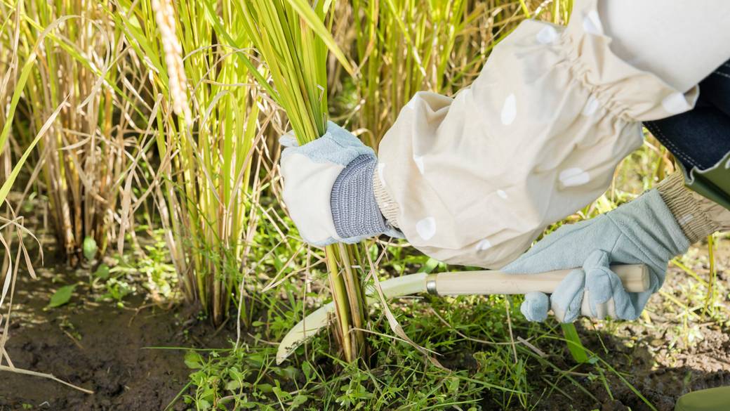 稲刈り体験イベント / 1