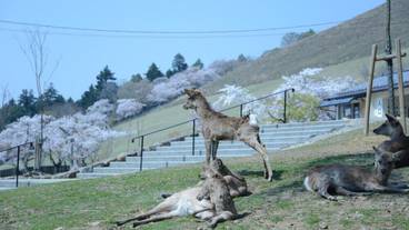施設の敷地 / 27