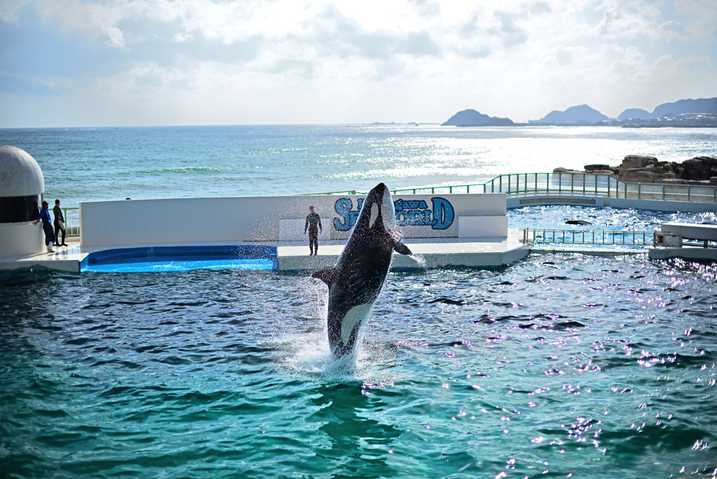 ダイナミックな海の生き物に感動！「鴨川シーワールド」3553138