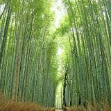 風光明媚な嵐山で
ゆったり散策デート / 2