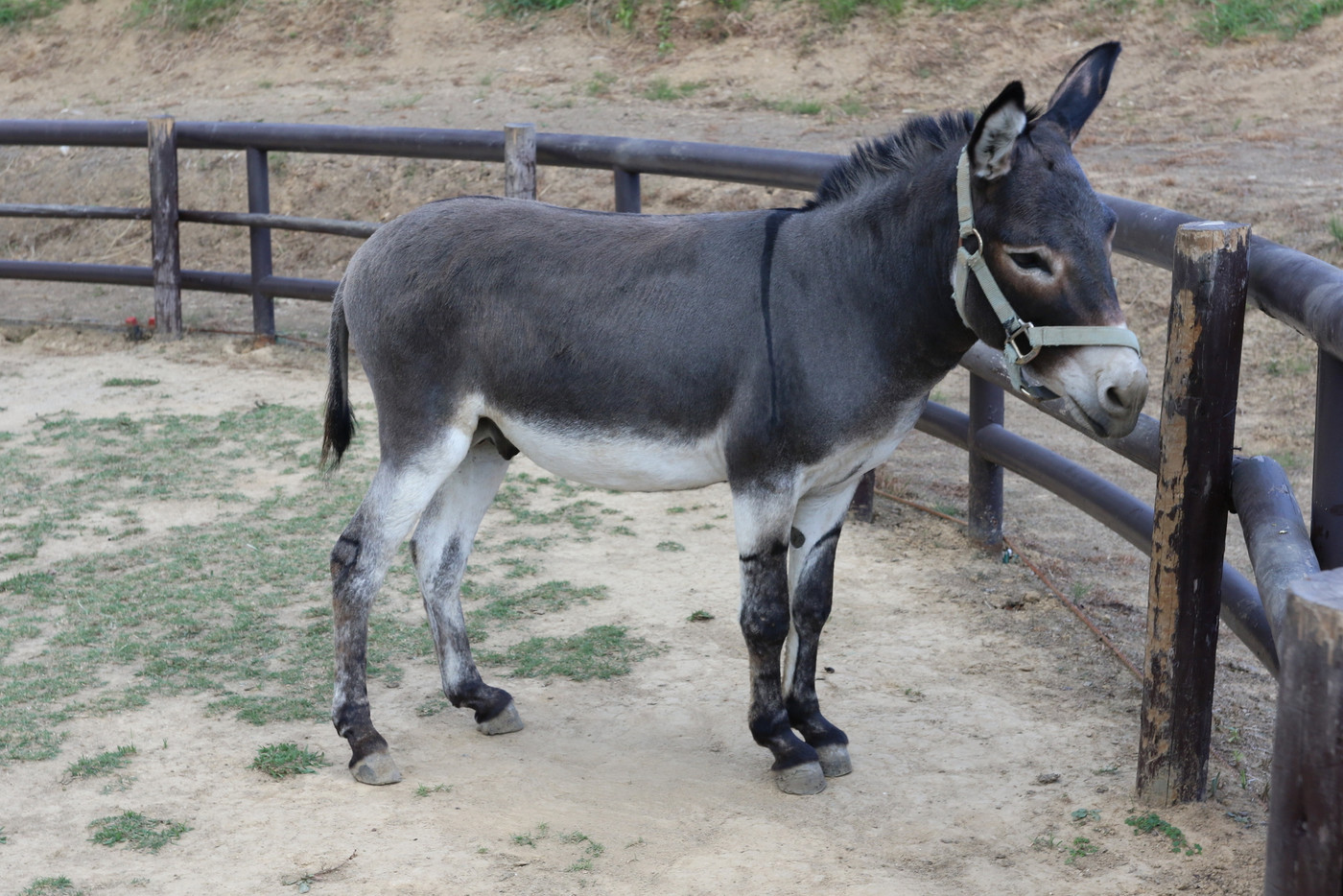 淡路カントリーガーデンのロバ