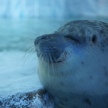 大阪・魅力あふれる水族館『海遊館』で海に棲む生きものたちの世界を垣間見てみませんか？