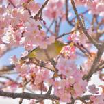 兵庫県で桜の絶景を！一度は行きたいおすすめのお花見スポット9選