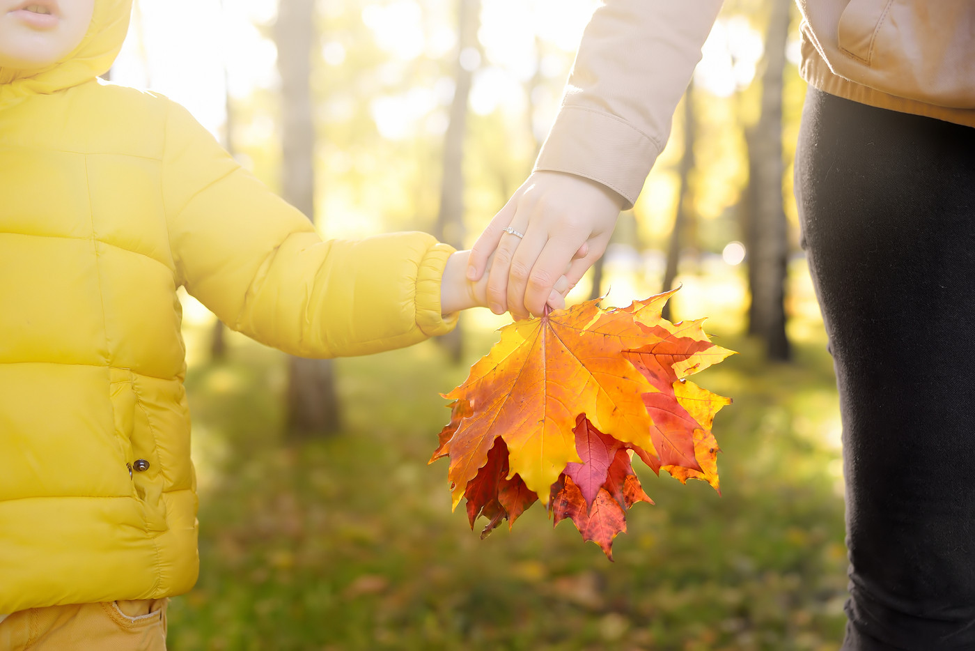 Little boy with his mother collecting maple leaves