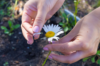 The girl wonders on petals of daisies