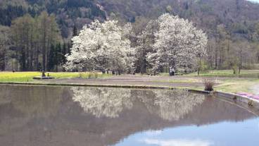 マウンテン ビュー / 32