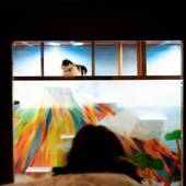 ねこ浴場＆ねこ旅籠保護猫カフェネコリパブリック大阪（大阪府 ビジネスホテル） / 4