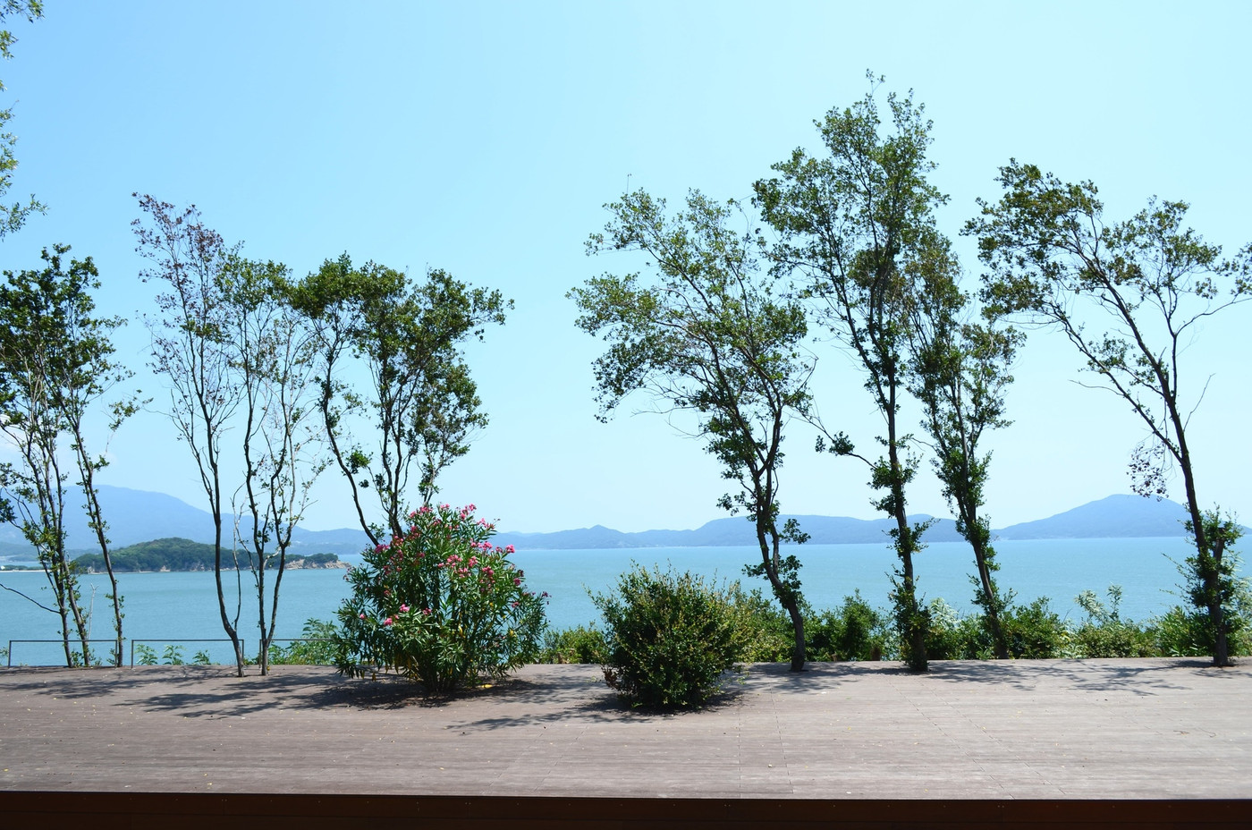 小豆島　樹齢千年のオリーヴ大樹