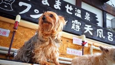 ペット同伴可 / 19