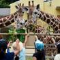 日立においでよ！【かみね動物園】うれしい特典 入園券付き優待プラン！カップルやファミリーにオススメ！ | ひたち湯海の宿 はぎ屋