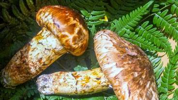 旅館のお食事処 / 22