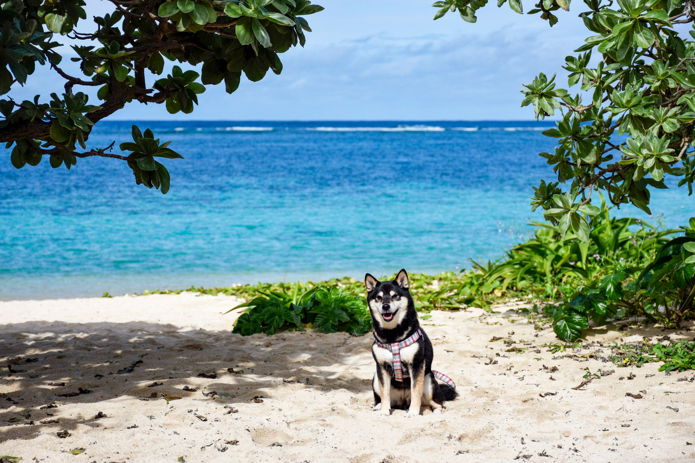 新城海岸　黒柴