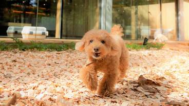 レジーナリゾート旧軽井沢（レジーナリゾートキュウカルイザワ） / 3