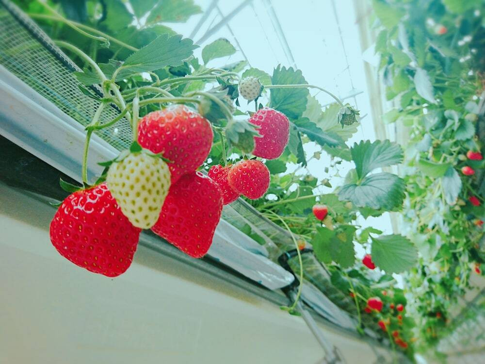 子供用の遊び場 - 屋外