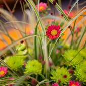 由布院温泉 旅想 ゆふいん やまだ屋（大分県 旅館） / 5