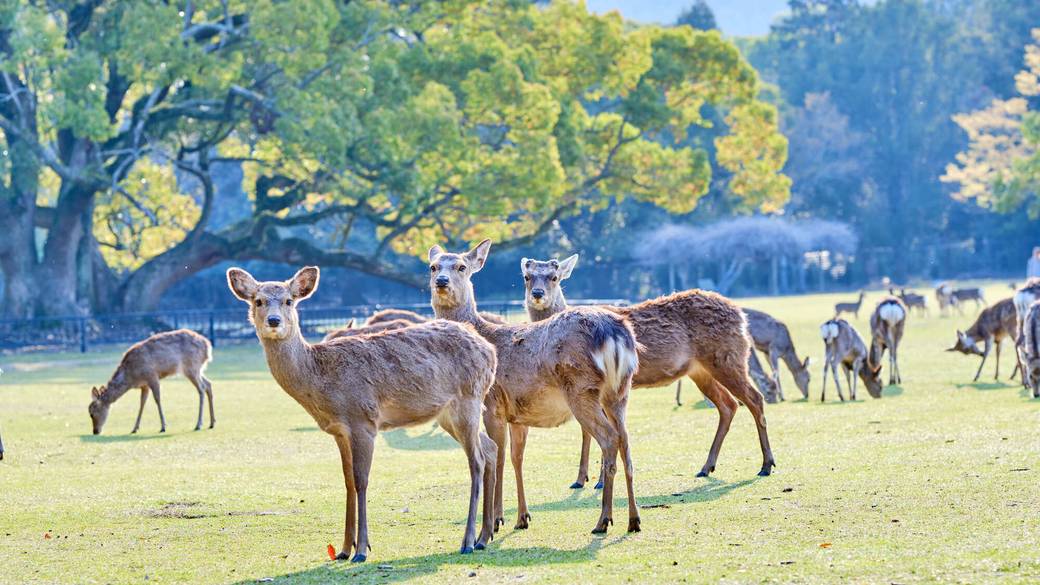 奈良公園の鹿 / 2