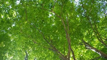 シティ ビュー / 33