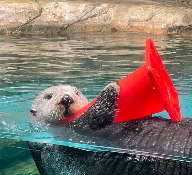 マリンワールド海の中道のラッコ / 1