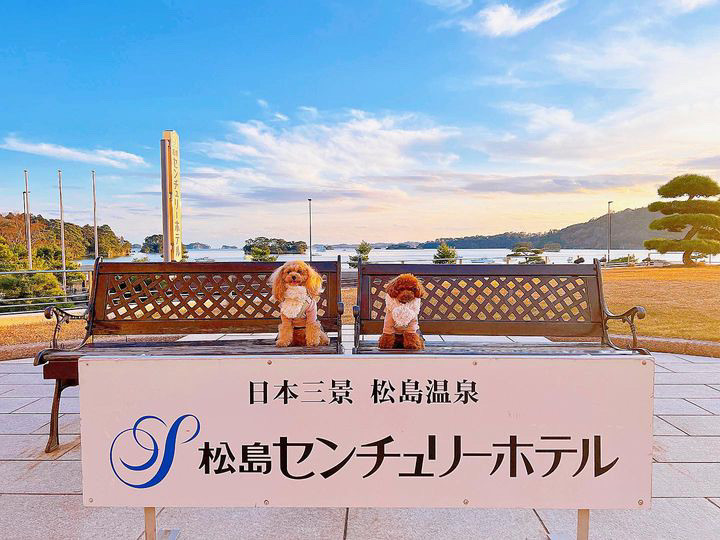 kitty_chan.poodleさんの写真 / 2