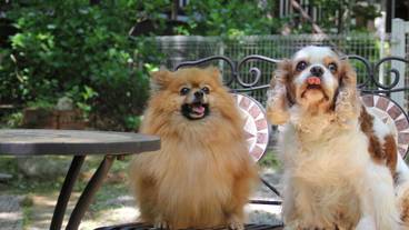 テラス / パティオ / 5