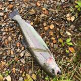 美や川（ミヤガワ）