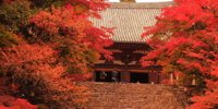 京都の秋は紅葉や祭りと盛りだくさん！京都の秋（9月～11月）の楽しみ方をご紹介