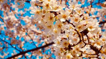 観光スポット / 15