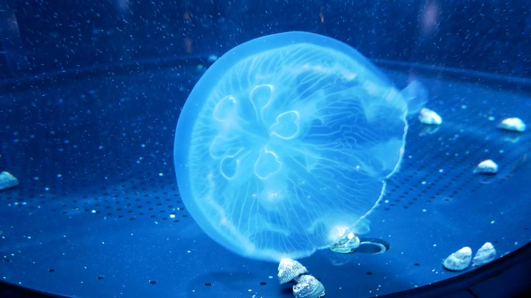 多彩な生物が息づく澄み切った海 / 2