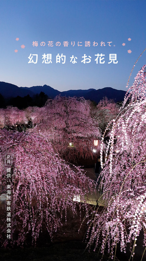 梅の花の香りに誘われて。幻想的なお花見