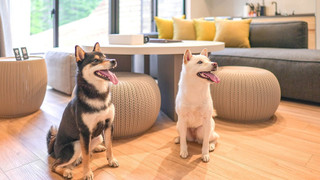 Rakuten STAY VILLA 富士河口湖の森/2LDKメゾネット [サウナ・テラス有] 禁煙【ペット可】