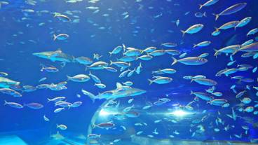 海洋館アクアスの生物② / 9