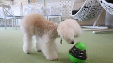 ペット用設備・サービス / 3