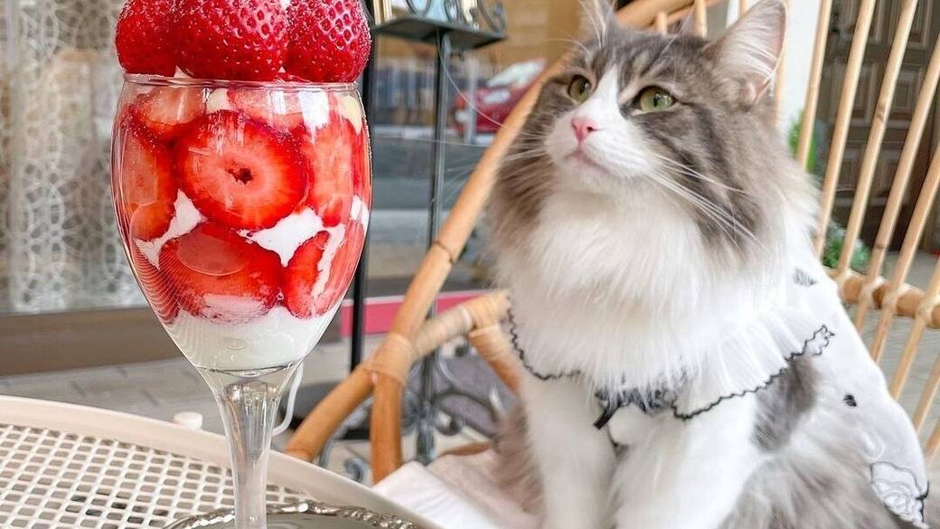 宿周辺　コーヒー プリンセス / 4