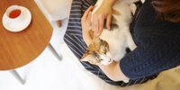 全国の猫と触れ合えるホテル・旅館7選！猫の手を借りて癒されよう♪