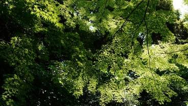 Hamamatsu Castle Park Garden / 14