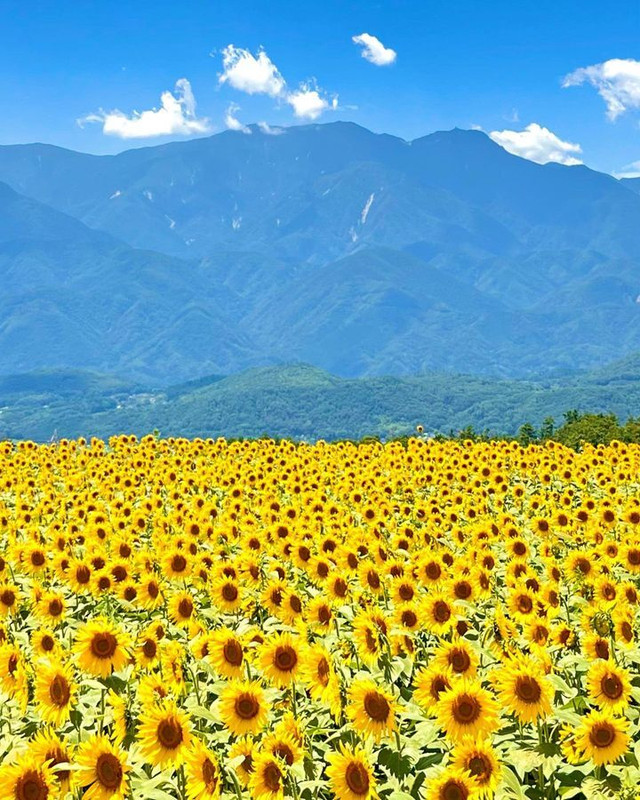 yukona_tabiさんの写真 / 1