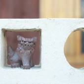 スターライトテラス照家（沖縄県 ペンション） / 2