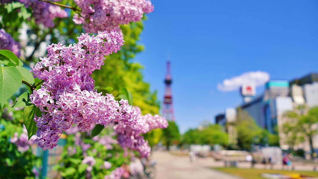 帰路に大通公園へ
散策を楽しもう♪ / 1