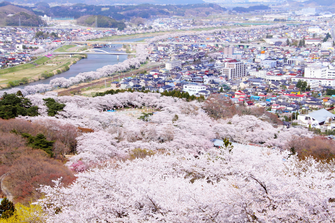 桜満開の船岡城址公園