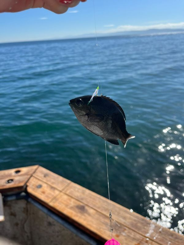 釣り場は5つのエリアがあり、場所と季節によって釣れる魚は様々。9月に宿泊した___sakura.jpさんは、"小アジ、大きめのフグやベラなど、様々な種類のお魚に会えました”とのこと / 2