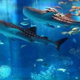 沖縄美ら海水族館（オキナワチュラウミスイゾクカン）