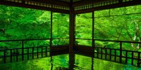 【京都】初夏の京都旅は、新緑まぶしい「青もみじ」で決まり！名所7選